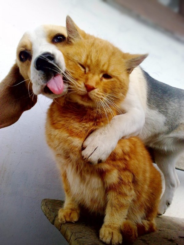 Dog_and_cat_are_true_friends